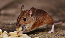 24 Hour & Emergency Exterminators in New Straitsville, OH